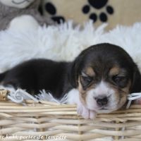 Chiots beagle à réserver de la portée de tempête #3