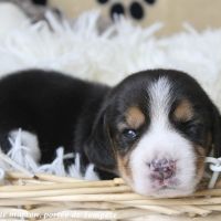Chiots beagle à réserver de la portée de tempête #4