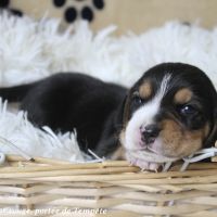 Chiots beagle à réserver de la portée de tempête #6