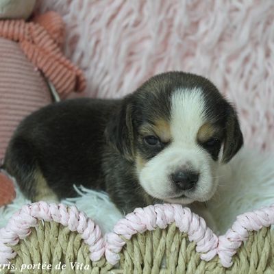 Chiots beagle mâles à réserver, portée de vita #2