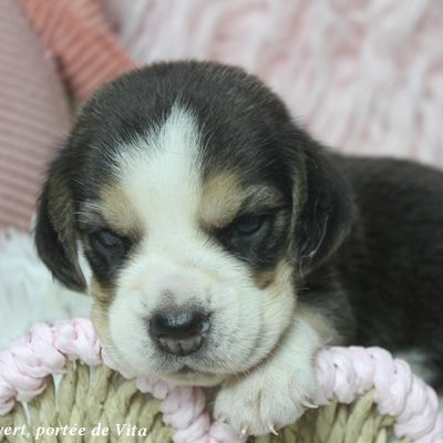 Chiots beagle mâles à réserver, portée de vita #4
