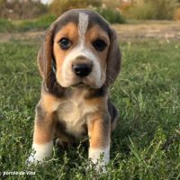 Chiots beagle mâles disponibles, portée de vita
