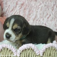 Chiots beagle mâles à réserver, portée de vita