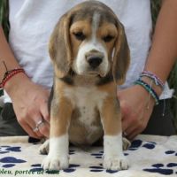Chiots beagle mâles disponibles, portée de vita