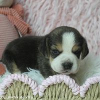 Chiots beagle mâles à réserver, portée de vita #2