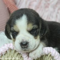 Chiots beagle mâles à réserver, portée de vita #4