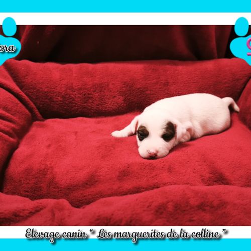 Chiots jack russell terrier à réserver #6