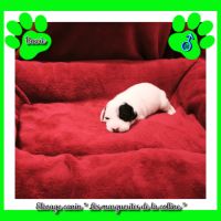 Chiots jack russell terrier à réserver #7