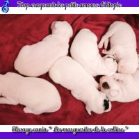 Chiots jack russell terrier à réserver #9