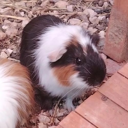 Dez - cochon d'inde femelle #0