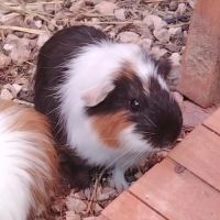 Dez - cochon d'inde femelle