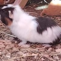 Dez - cochon d'inde femelle #2