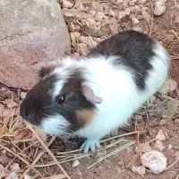 Dez - cochon d'inde femelle #3