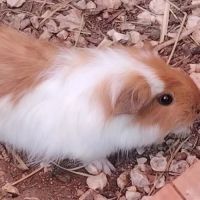 Osiem - cochon d'inde femelle #2