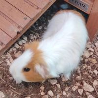 Go - cochon d'inde femelle #2