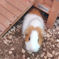 Go - cochon d'inde femelle #3