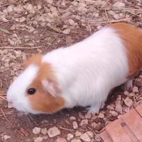 Go - cochon d'inde femelle