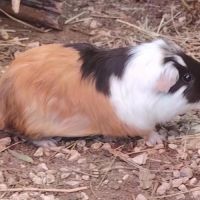 Sedici - cochon d'inde femelle #1