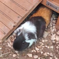 Sedici - cochon d'inde femelle