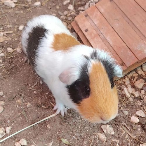 Tsha - cochon d'inde femelle #1