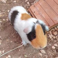 Tsha - cochon d'inde femelle #1