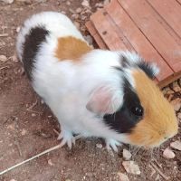 Tsha - cochon d'inde femelle