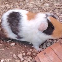 Tsha - cochon d'inde femelle #3