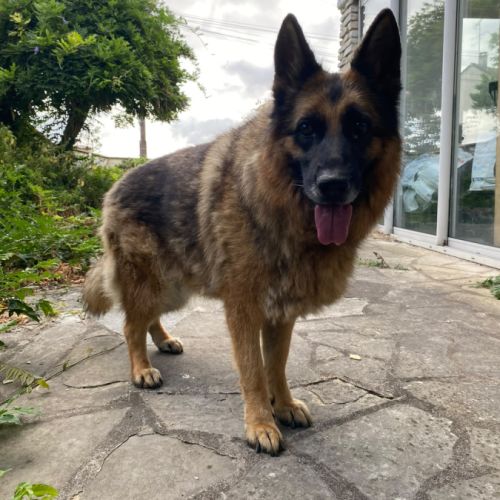 Donne adorable femelle berger allemand de 6 ans #2