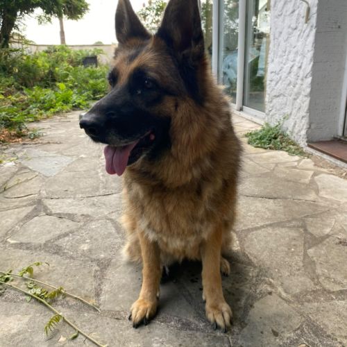 Donne adorable femelle berger allemand de 6 ans #4