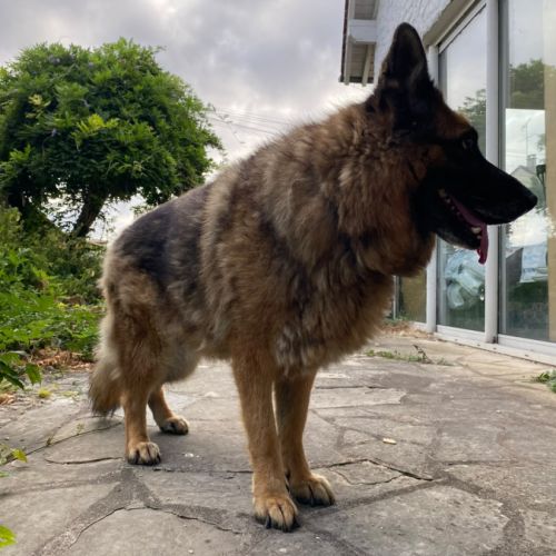 Donne adorable femelle berger allemand de 6 ans #5