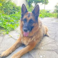 Donne adorable femelle berger allemand de 6 ans