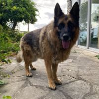Donne adorable femelle berger allemand de 6 ans #2