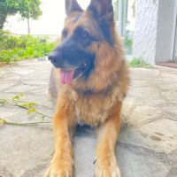 Donne adorable femelle berger allemand de 6 ans #3