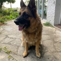 Donne adorable femelle berger allemand de 6 ans #4
