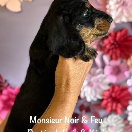 Superbes chiot teckel standard poil dur lof #1