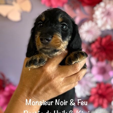 Superbes chiot teckel standard poil dur lof #3