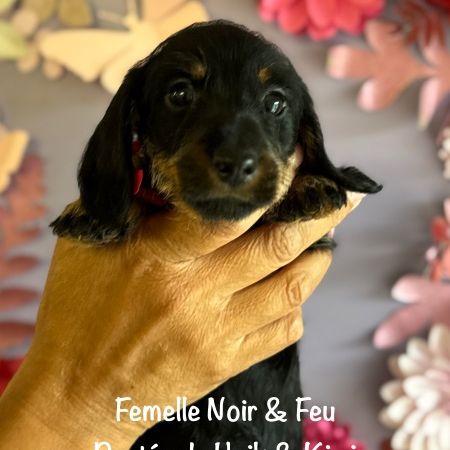 Superbes chiot teckel standard poil dur lof #5
