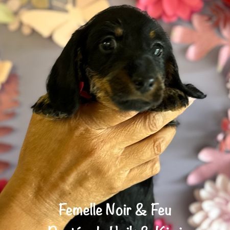 Superbes chiot teckel standard poil dur lof #6