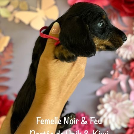 Superbes chiot teckel standard poil dur lof #8