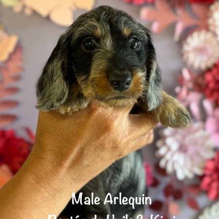 Superbes chiot teckel standard poil dur lof #10