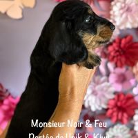Superbes chiot teckel standard poil dur lof #2