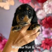 Superbes chiot teckel standard poil dur lof #3