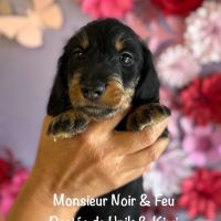 Superbes chiot teckel standard poil dur lof #4