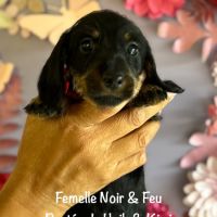 Superbes chiot teckel standard poil dur lof #5