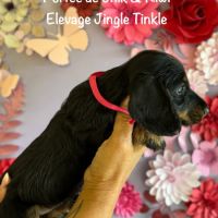 Superbes chiot teckel standard poil dur lof #7
