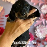 Superbes chiot teckel standard poil dur lof