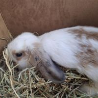 Lapin bélier mâle 3-4 mois