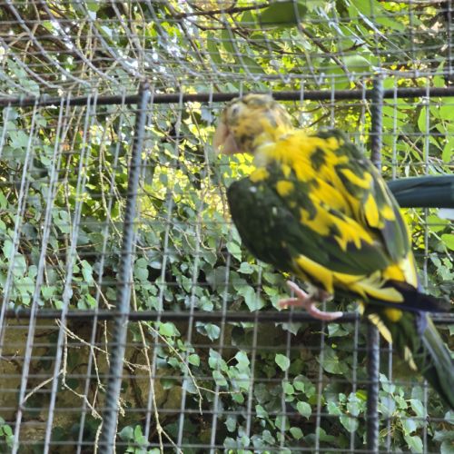 Conures de weddell #2