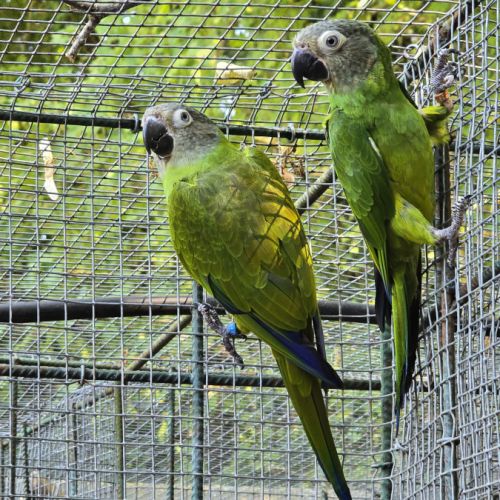 Conures de weddell #0