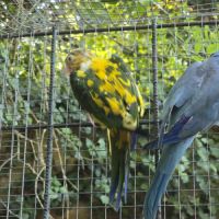 Conures de weddell #1